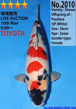 Showa  Dainichi Toyota 56cm Nisai Female VHQ 
