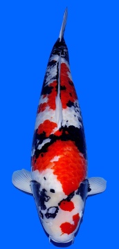 Showa Dainichi Toyota 75cm Gosai Female VHQ 