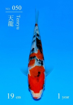 Sanke Sakai Tategoi 19cm 5 Mon VHQ incl Mudpond 2027 