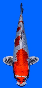Ginga Aoki 37cm Nisai Female HQ 
