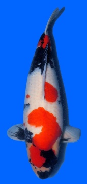 Showa Dainichi 72cm 6J Female SHQ 