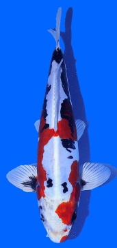 Benikikokuryu Aoki 38cm Nisai SHQ 