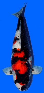 Showa Dainichi 63cm Sansai Female Monroe VHQ 