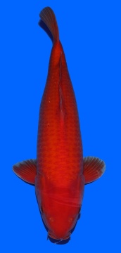 Super Mango Sakai FF 50cm Nisai Male 