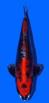 Benikikokuryu Aoki 37cm Nisai Female VHQ 