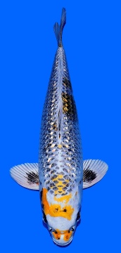 Ginrin Kawari Igarashi 45cm Nisai High Quality 