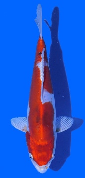 Yamatonishiki Aoki 26cm Nisai HQ 