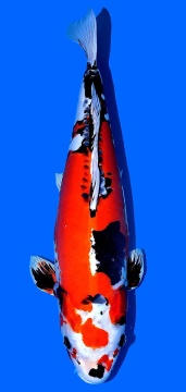 Benikikokuryu Marusaka 73cm 6J Female SHQ 