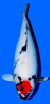 Doitsu Tancho Showa Hiroi 56cm Yonsai Female VHQ 