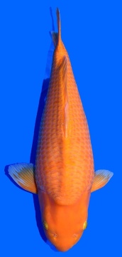 Super Mango Higashi 67cm Nisai Female HQ 
