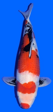 Showa Dainichi Toyota 59cm Nisai  HQ 
