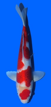 Goromo Izumiya 37 cm 16 Monate HQ 