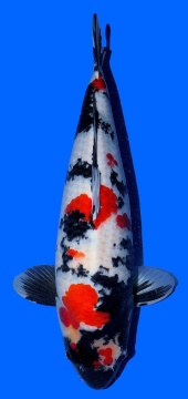 Showa Dainichi 62cm Sansai Female Super Monster VHQ 