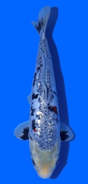 Ginrin Bigscale Toshinoba Igarashi 48cm 16 Monate VHQ 
