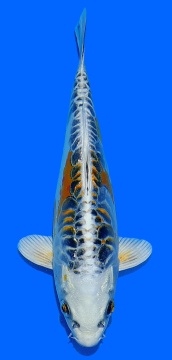 Big Scale Aoki 25cm Nisai  Female HQ 