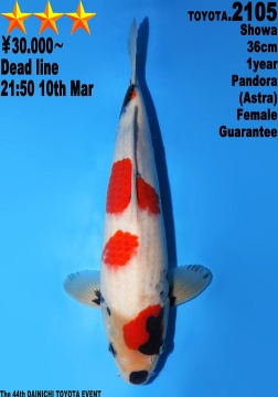 Showa Dainichi Toyoto 36cm Tosai Female VHQ 
