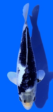 Matsukawabake Aoki 30cm Nisai Female HQ 