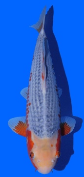 Asagi Hosokai 46cm Nisai Female VHQ 