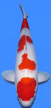 Yondan Kohaku Dainichi Toyota 63cm Yonsai Female VHQ 