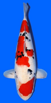 Sanke Sakai Ltd 59cm Nisai Female VHQ 