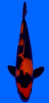 Hi  Utsuri Genjiro 30cm Nisai HQ 