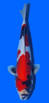 Doitsu Showa Kawakami 38cm 16 Monate HQ 