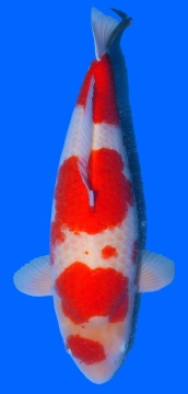 Pink Beni Kohaku Dainich 80cm 6J Female SHQ 