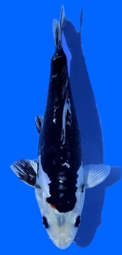 Benikikokuryu Aoki 26cm Nisai Female HQ 