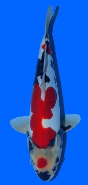 Doitsu Showa Kawakami 35cm 16 Monate VHQ 