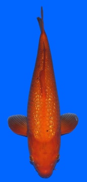 Ginrin Benigoi Momotaro 55cm Sansai 