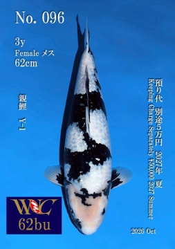 Ginrin Shiro Utsuri 62cm Sansai Female VHQ 