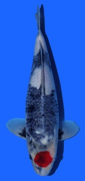 Tancho Showa Igarashi 40cm 16 Monate Female VHQ 