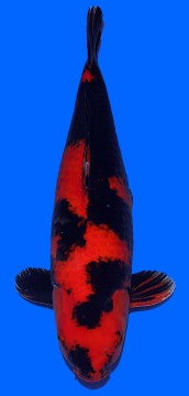 Hi Utsuri Shinoda 58cm Yonsai Female VHQ 