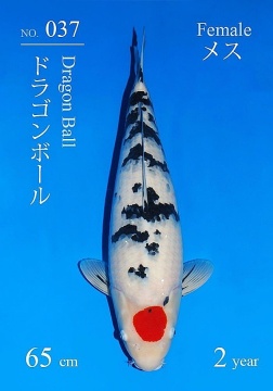 Tancho Sanke Sakai FF 65cm Nisai Female VHQ 