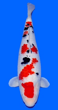 Sanke Sakai 58cm Nisai Female VHQ 