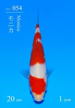 Kohaku Sakai Tategoi 20cm 5 Mon VHQ incl Mudpond 2027 