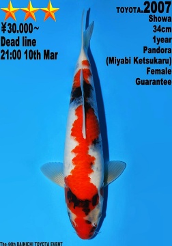 Showa Dainichi Toyoto 34cm Tosai Female VHQ 
