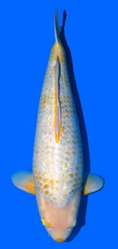 Golden Corn Taniguchi 68cm Sansai Female VHQ 