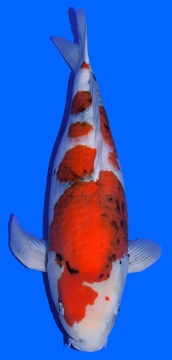 Showa Dainichi Toyota 60cm Sansai Female  VHQ 