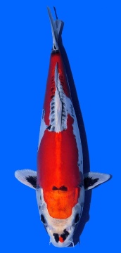 Benikikokuryu Aoki 36cm Nisai Female VHQ 