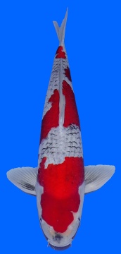 Momotaro Goshiki 50cm Sansai Male 