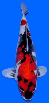 Doitsu Showa Shinoda 67cm Female 