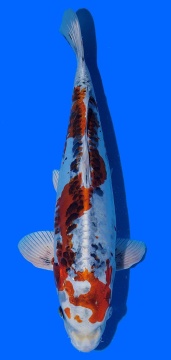 Bigcale Toshinobu Igarashi 40cm 16 Monate Female HQ 
