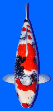 Showa Takigawa 65cm Nisai Female VHQ 