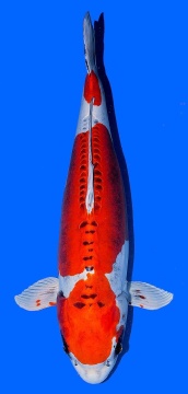 Benikikokuryu Marusaka 70cm Gosai Female VHQ 