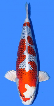 Kujaku Tamaura 57cm Nisai Female SHQ 