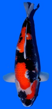Showa Dainichi 65cm Sansai Female SHQ 