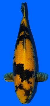 Ki Utsuri Maruhiro 68cm Yonsai Female VHQ 