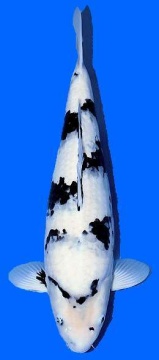 Shiro Utsuri Tani 58cm Nisai Female VHQ 