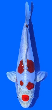 Benikikokuryu Aoki 26cm Nisai Female HQ 